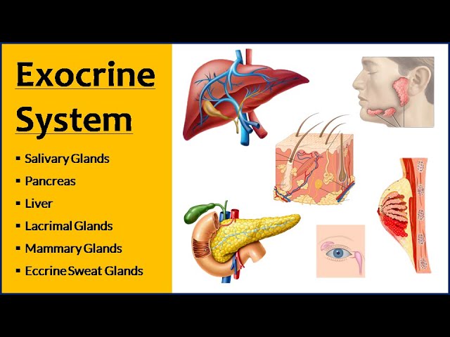 Exocrine System | Exocrine Glands - Function & Location - YouTube